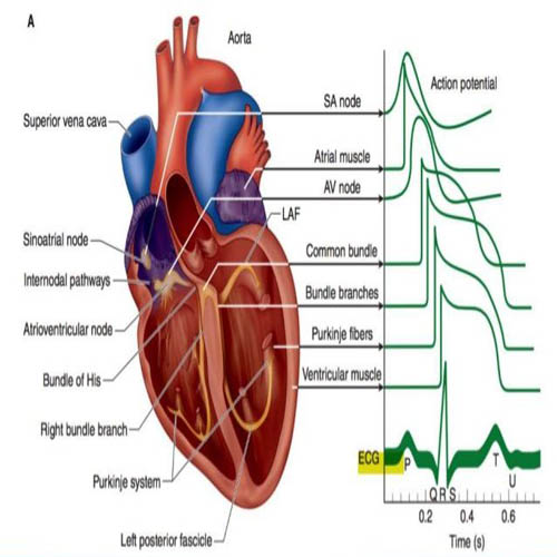 Top heart specialist in indore